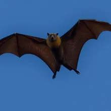 Bat