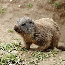 Groundhog