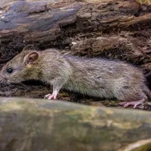 Mice and rat