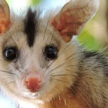 Skunk and opossum