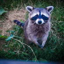 Raccoon