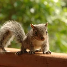 Squirrel and chipmunk